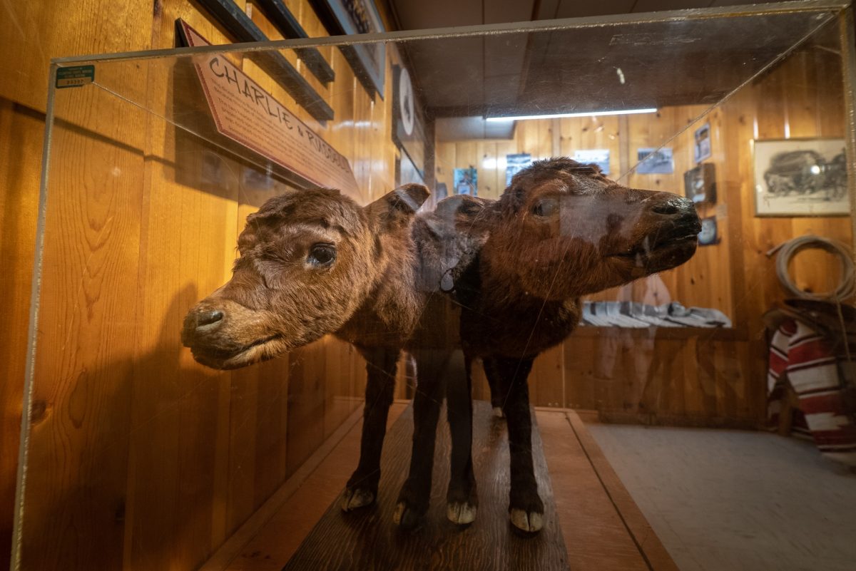 Two headed calf at the Yellowstone County Museum